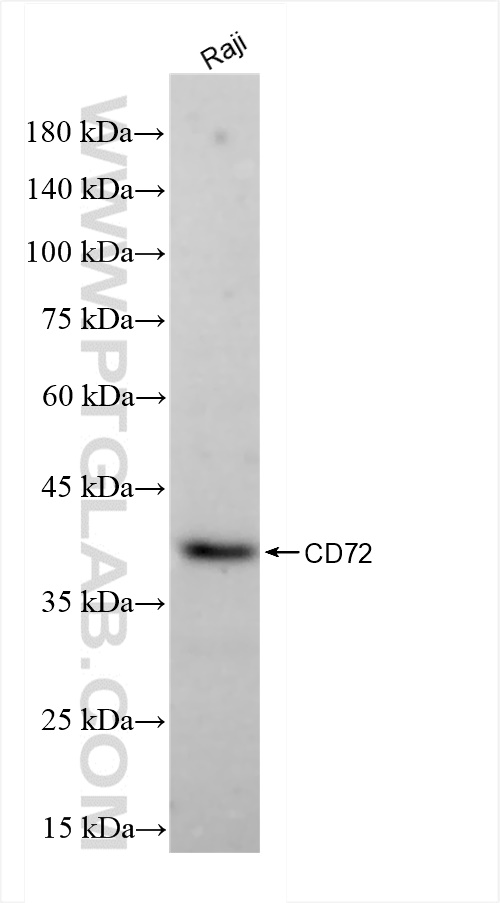 Western Blot (WB) analysis of Raji cells using CD72 Recombinant antibody (84270-5-RR)