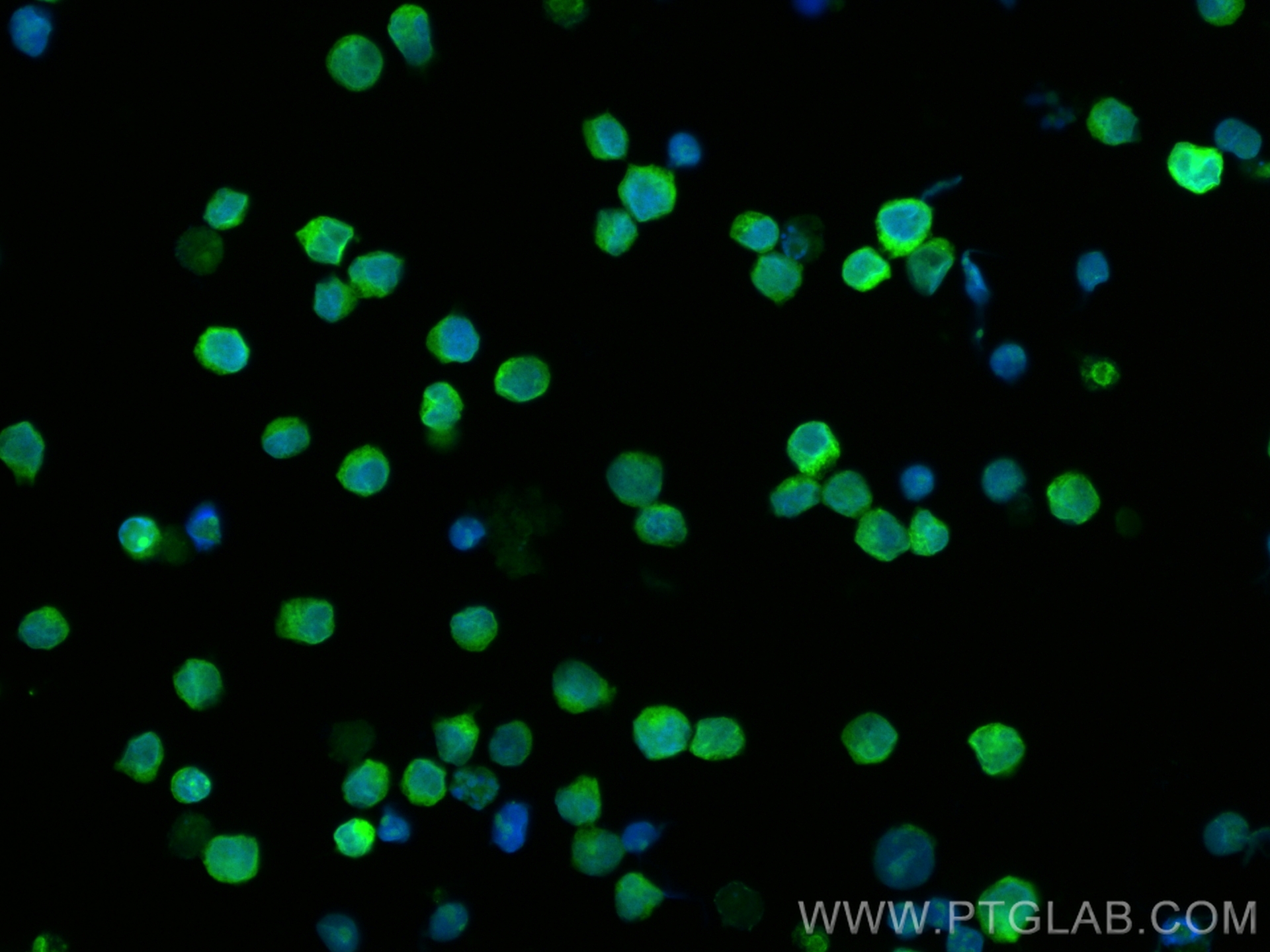 Immunofluorescence (IF) / fluorescent staining of Raji cells using CoraLite® Plus 488-conjugated CD74 Monoclonal anti (CL488-66390)