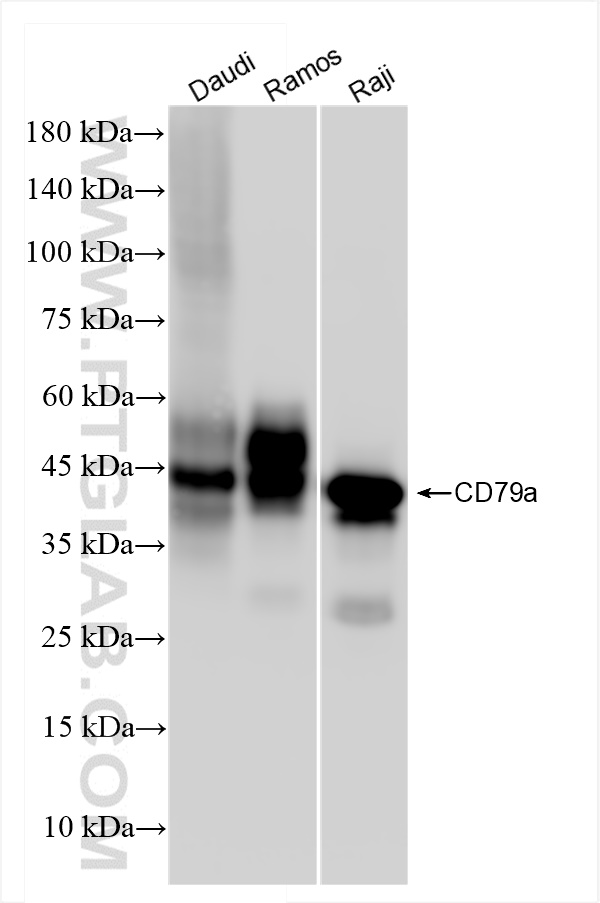 Western Blot (WB) analysis of various lysates using CD79a Recombinant antibody (84236-4-RR)