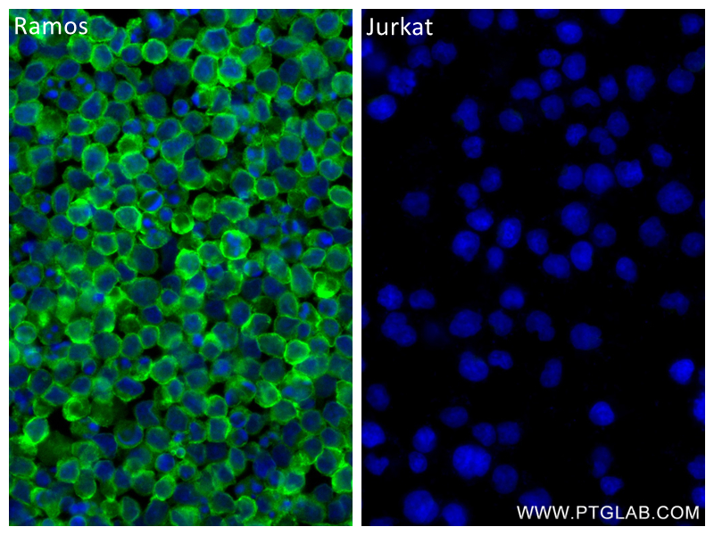 Immunofluorescence (IF) / fluorescent staining of Ramos cells using CD79a Recombinant antibody (84236-5-RR)