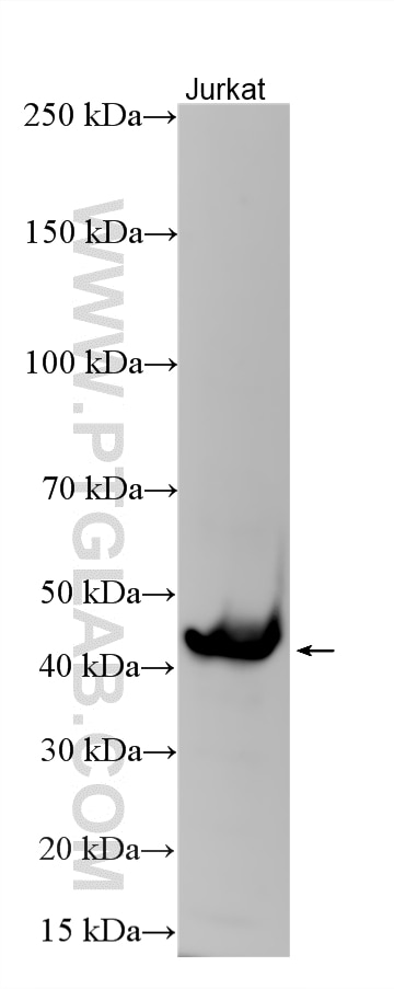 Western Blot (WB) analysis of various lysates using CD82 Polyclonal antibody (10248-1-AP)