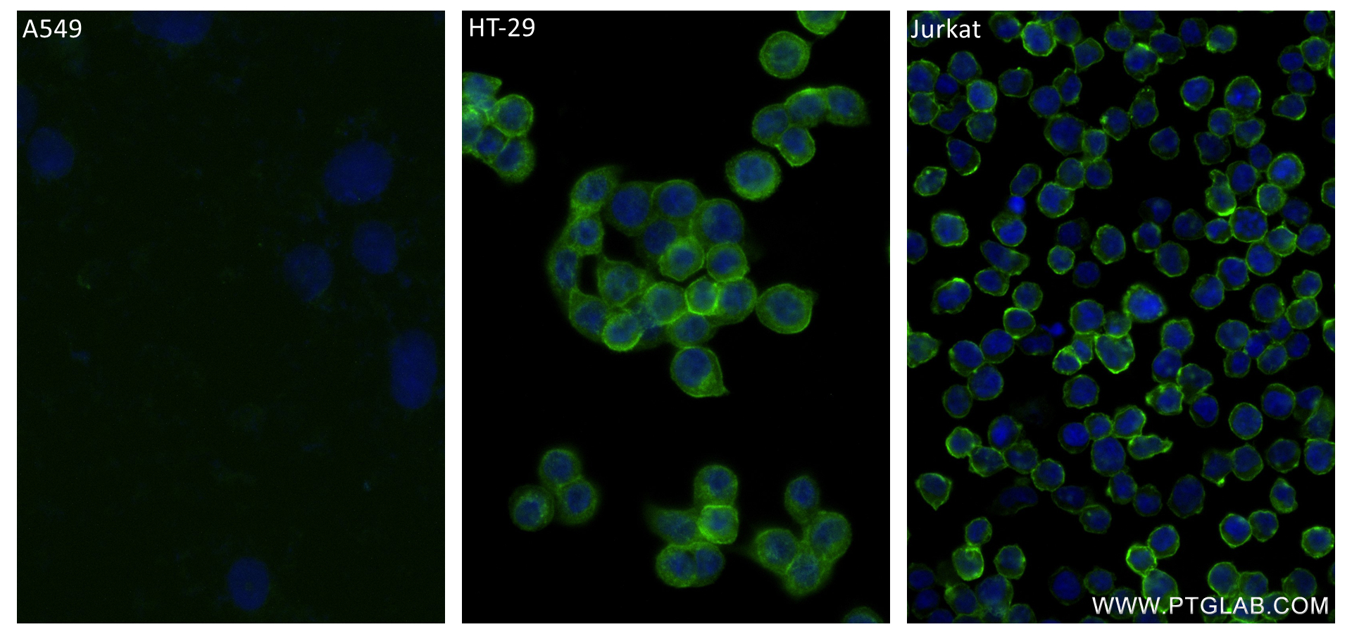 Immunofluorescence (IF) / fluorescent staining of A549 cells using CD82 Recombinant antibody (84617-3-RR)