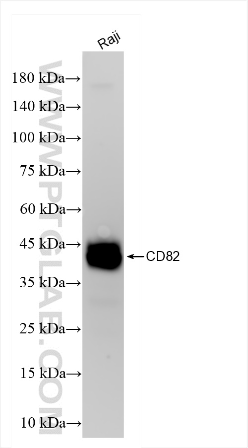 CD82