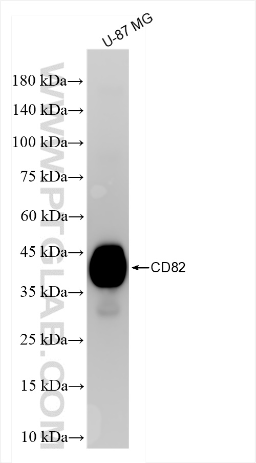 Western Blot (WB) analysis of U-87 MG cells using CD82 Recombinant antibody (84617-7-RR)