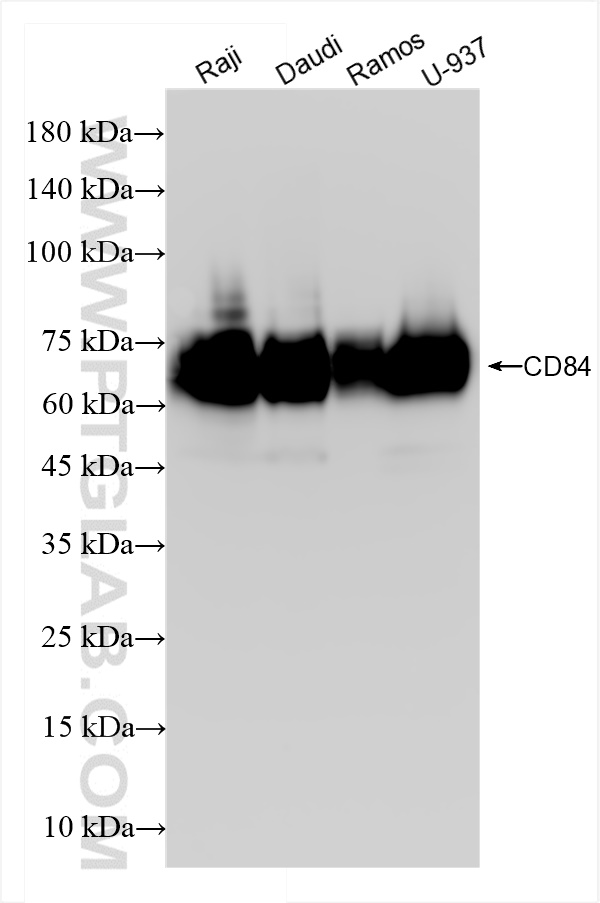 CD84