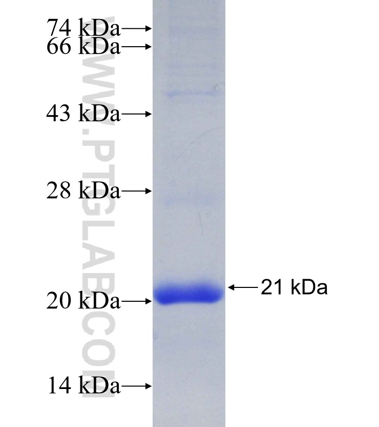 CD84 fusion protein Ag30126 SDS-PAGE