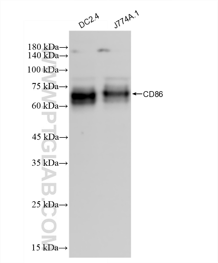 Western Blot (WB) analysis of various lysates using CD86 Recombinant antibody (83213-5-RR)