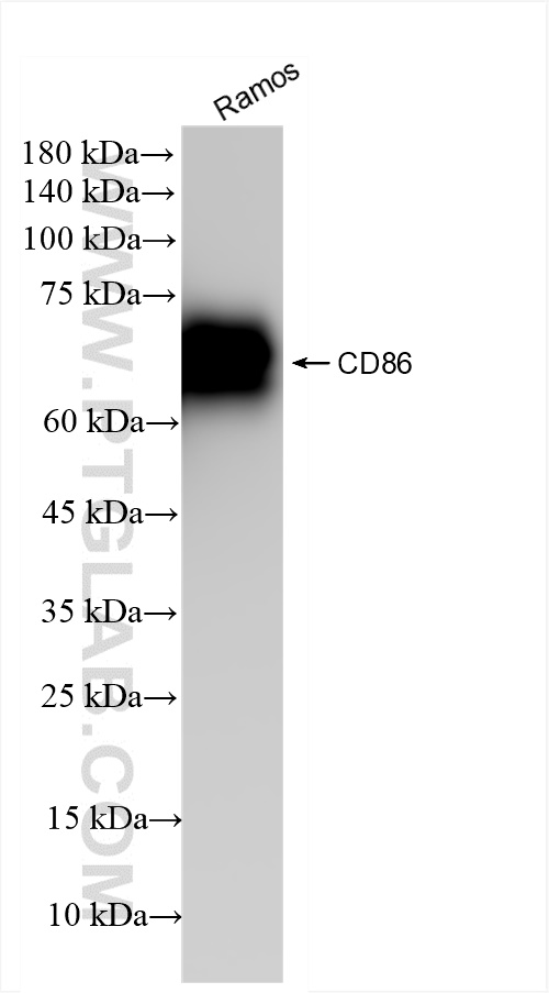 Western Blot (WB) analysis of Ramos cells using CD86 Recombinant antibody (83523-4-RR)