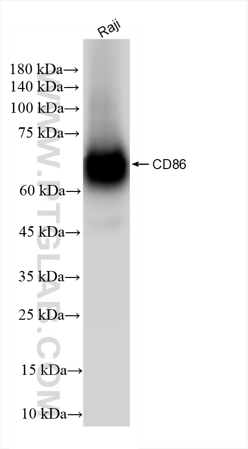 Western Blot (WB) analysis of Raji cells using CD86 Recombinant antibody (83523-4-RR)