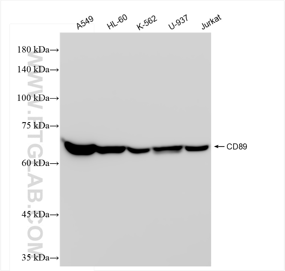 CD89