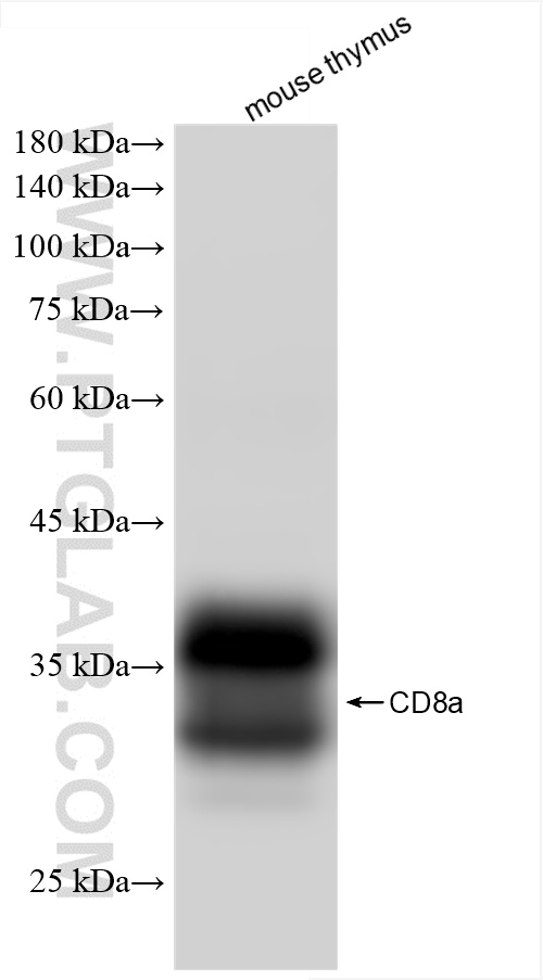Western Blot (WB) analysis of mouse thymus tissue using CD8a Recombinant antibody (85977-3-RR)