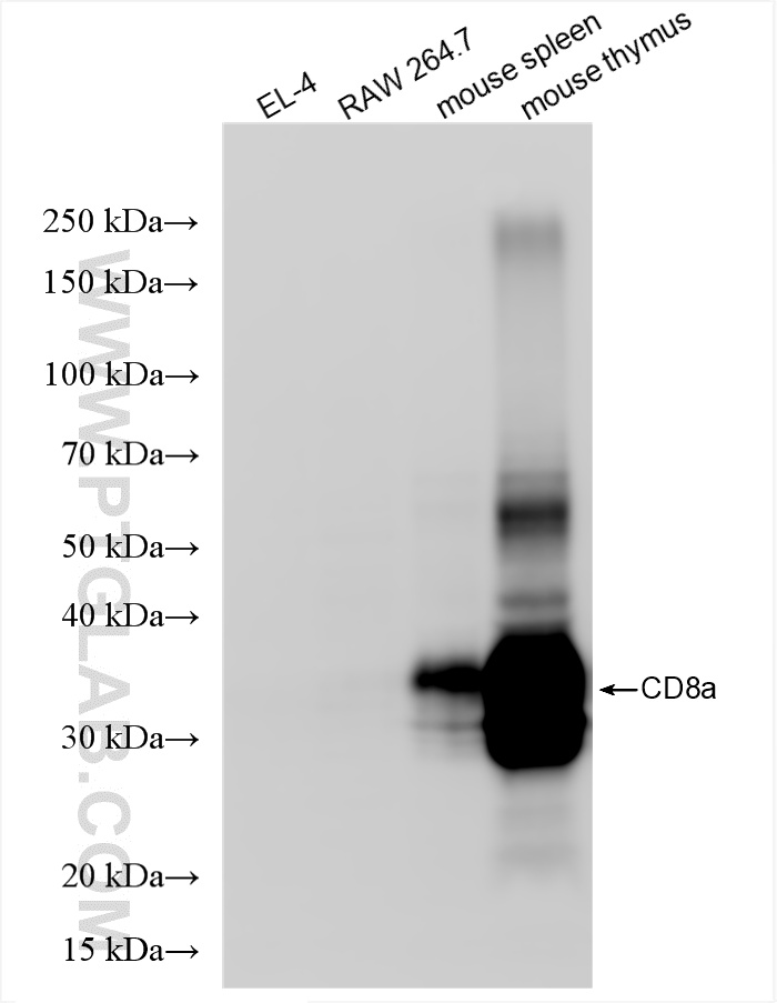 Western Blot (WB) analysis of various lysates using CD8a Recombinant antibody (85977-4-RR)