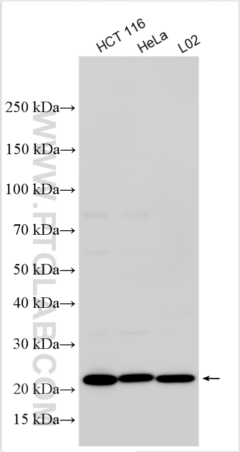 Western Blot (WB) analysis of various lysates using CD9 Polyclonal antibody (20597-1-AP)