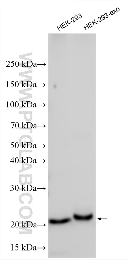 Western Blot (WB) analysis of various lysates using CD9 Polyclonal antibody (20597-1-AP)