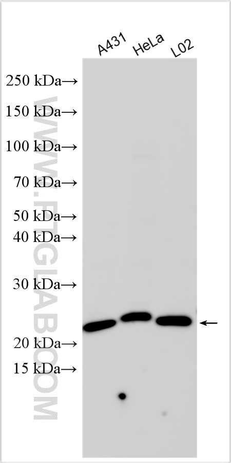 Western Blot (WB) analysis of various lysates using CD9 Polyclonal antibody (31514-1-AP)