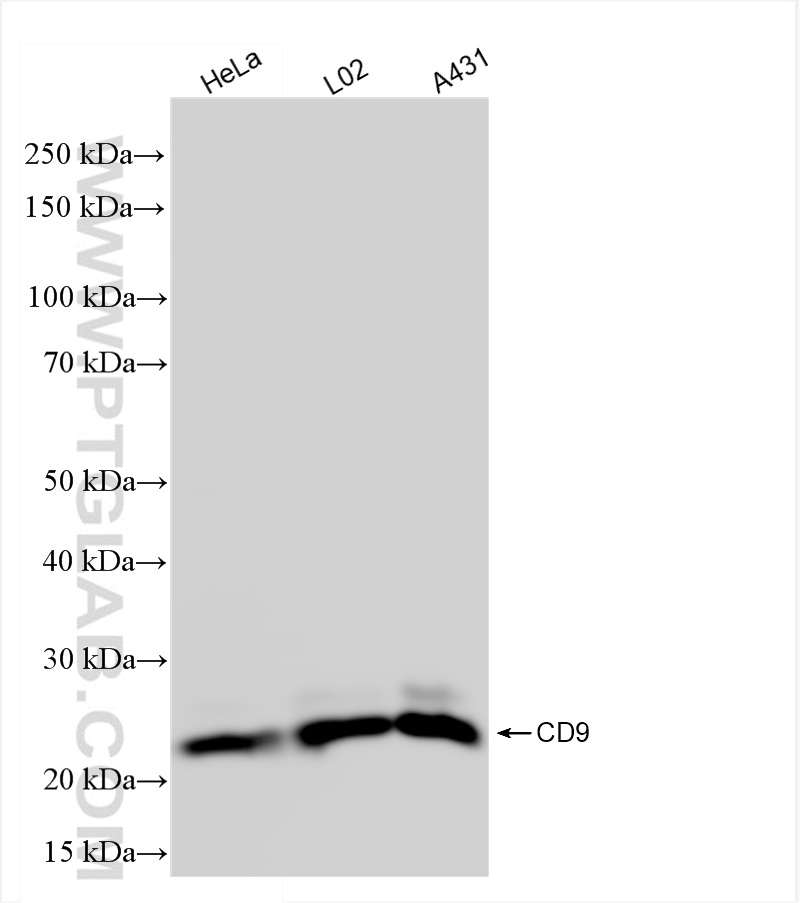 Western Blot (WB) analysis of various lysates using CD9 Recombinant antibody (82105-1-RR)