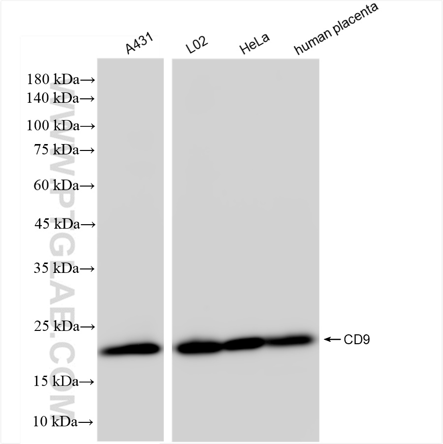 Western Blot (WB) analysis of various lysates using CD9 Recombinant antibody (84142-1-RR)