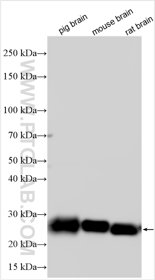 Western Blot (WB) analysis of various lysates using CD90 Polyclonal antibody (27178-1-AP)