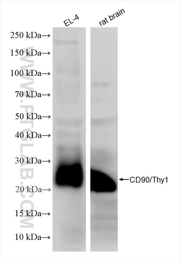 Western Blot (WB) analysis of various lysates using CD90 Recombinant antibody (85677-1-RR)