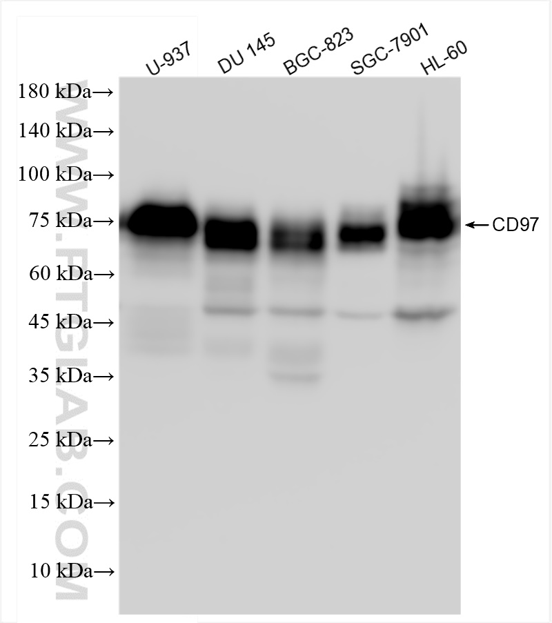 Western Blot (WB) analysis of various lysates using CD97 Recombinant antibody (84255-6-RR)