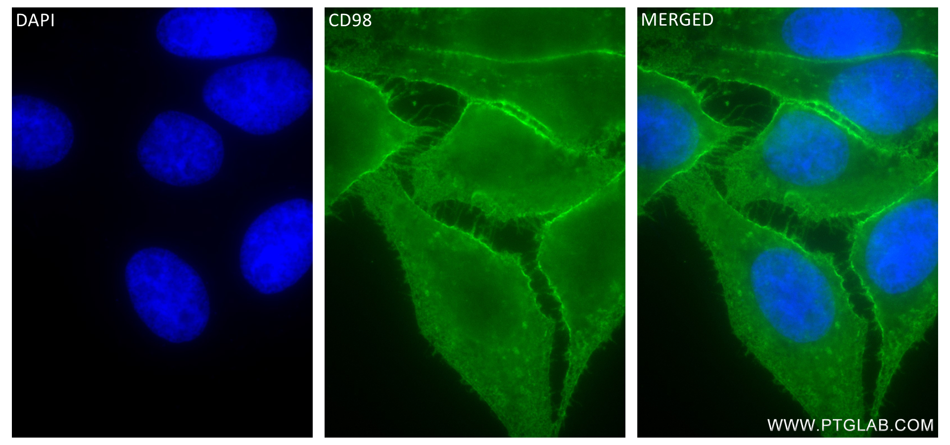 Immunofluorescence (IF) / fluorescent staining of HepG2 cells using CD98 Recombinant antibody (84387-6-RR)