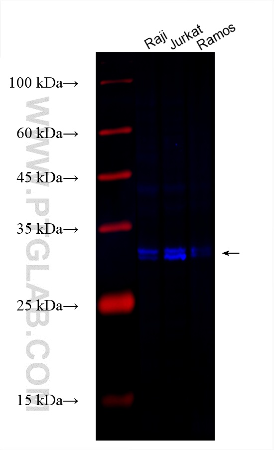 Western Blot (WB) analysis of various lysates using CoraLite® Plus 750-conjugated CD99 Monoclonal anti (CL750-60354)