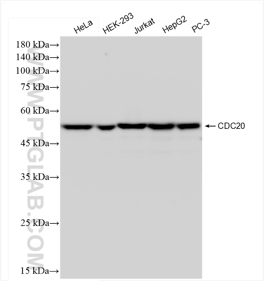 Western Blot (WB) analysis of various lysates using CDC20 Recombinant antibody (84531-5-RR)