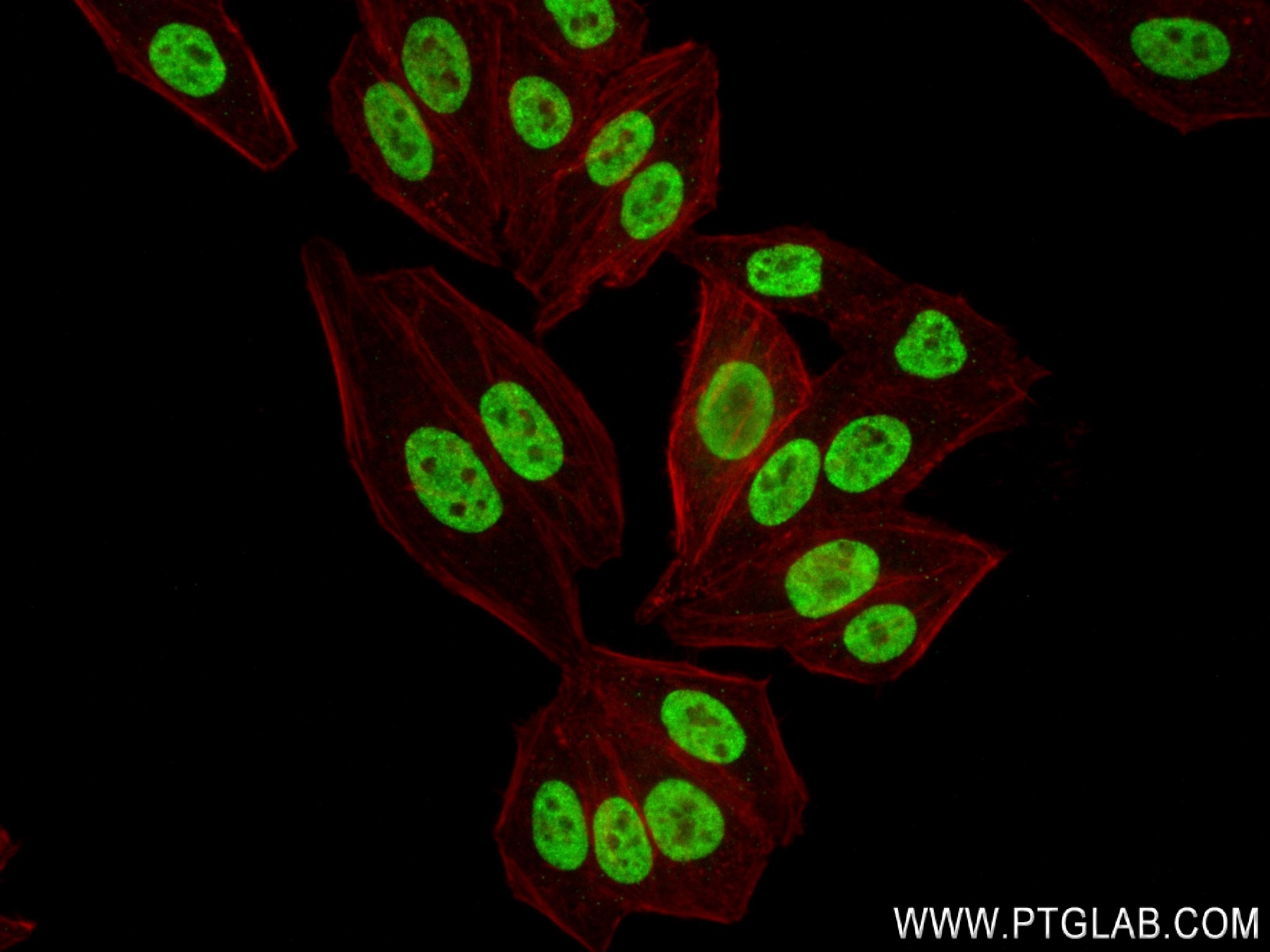 Immunofluorescence (IF) / fluorescent staining of HepG2 cells using CDC25A Recombinant antibody (84145-2-RR)