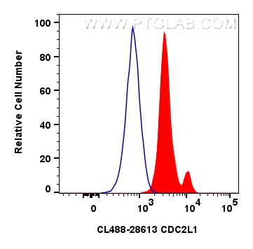 Flow cytometry (FC) experiment of HeLa cells using CoraLite® Plus 488-conjugated CDC2L1 Polyclonal an (CL488-28613)