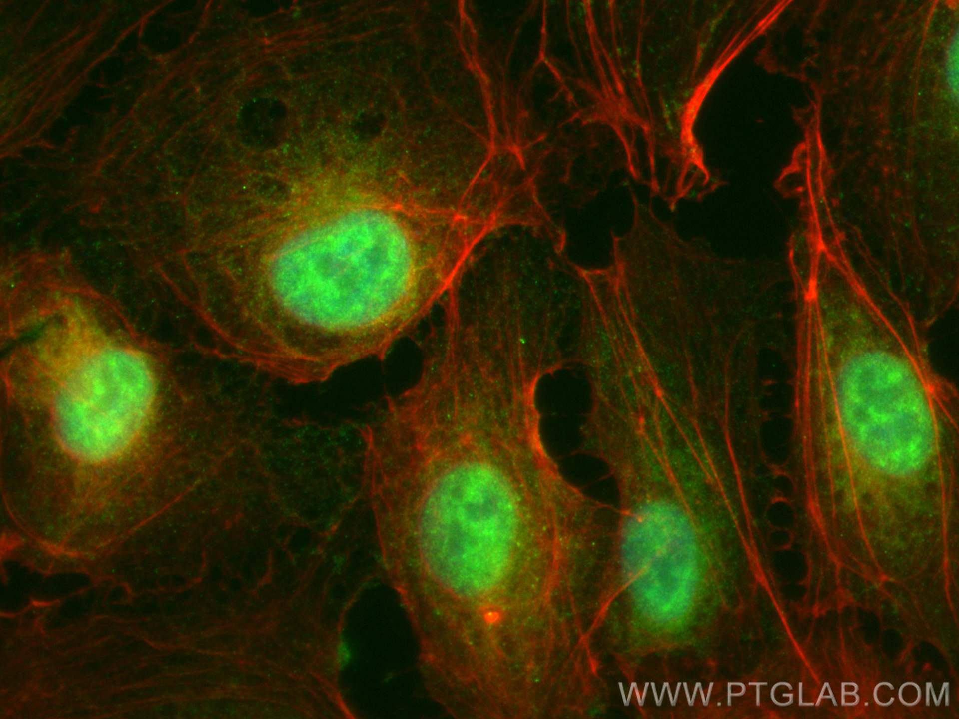 Immunofluorescence (IF) / fluorescent staining of HUVEC cells using CoraLite® Plus 488-conjugated CDC2L1 Polyclonal an (CL488-28613)