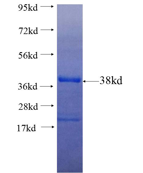 CDC42EP3 fusion protein Ag25828 SDS-PAGE