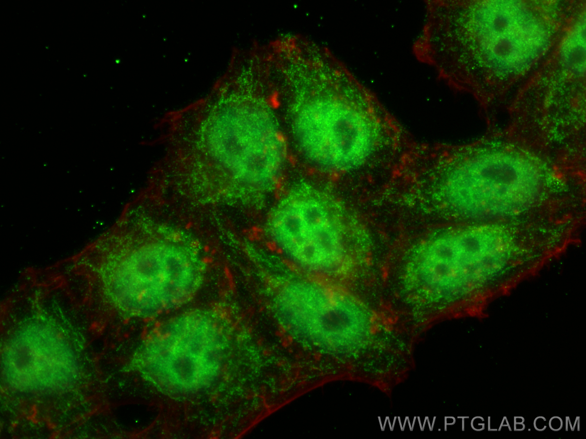 Immunofluorescence (IF) / fluorescent staining of HepG2 cells using CDC5L Polyclonal antibody (12974-1-AP)