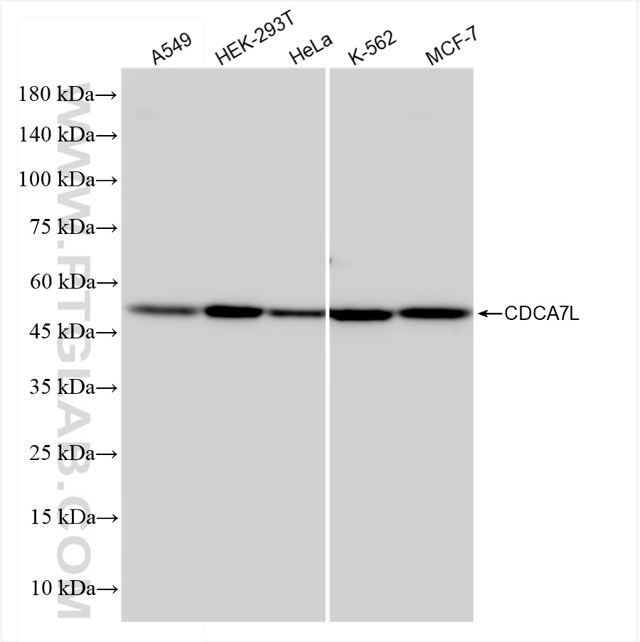 Western Blot (WB) analysis of various lysates using CDCA7L Recombinant antibody (83682-4-RR)