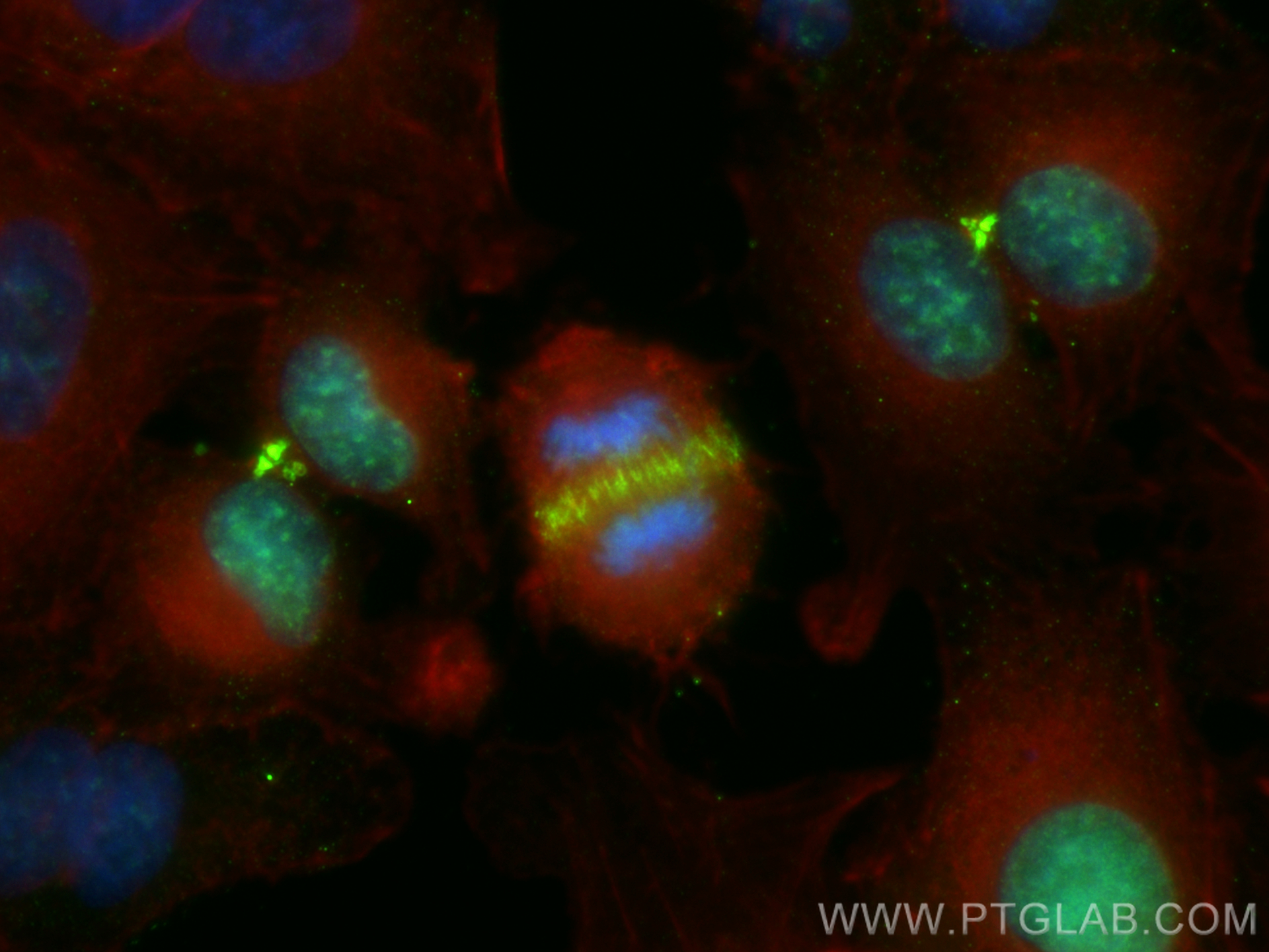 Immunofluorescence (IF) / fluorescent staining of A549 cells using CDCA8 Monoclonal antibody (68510-1-Ig)