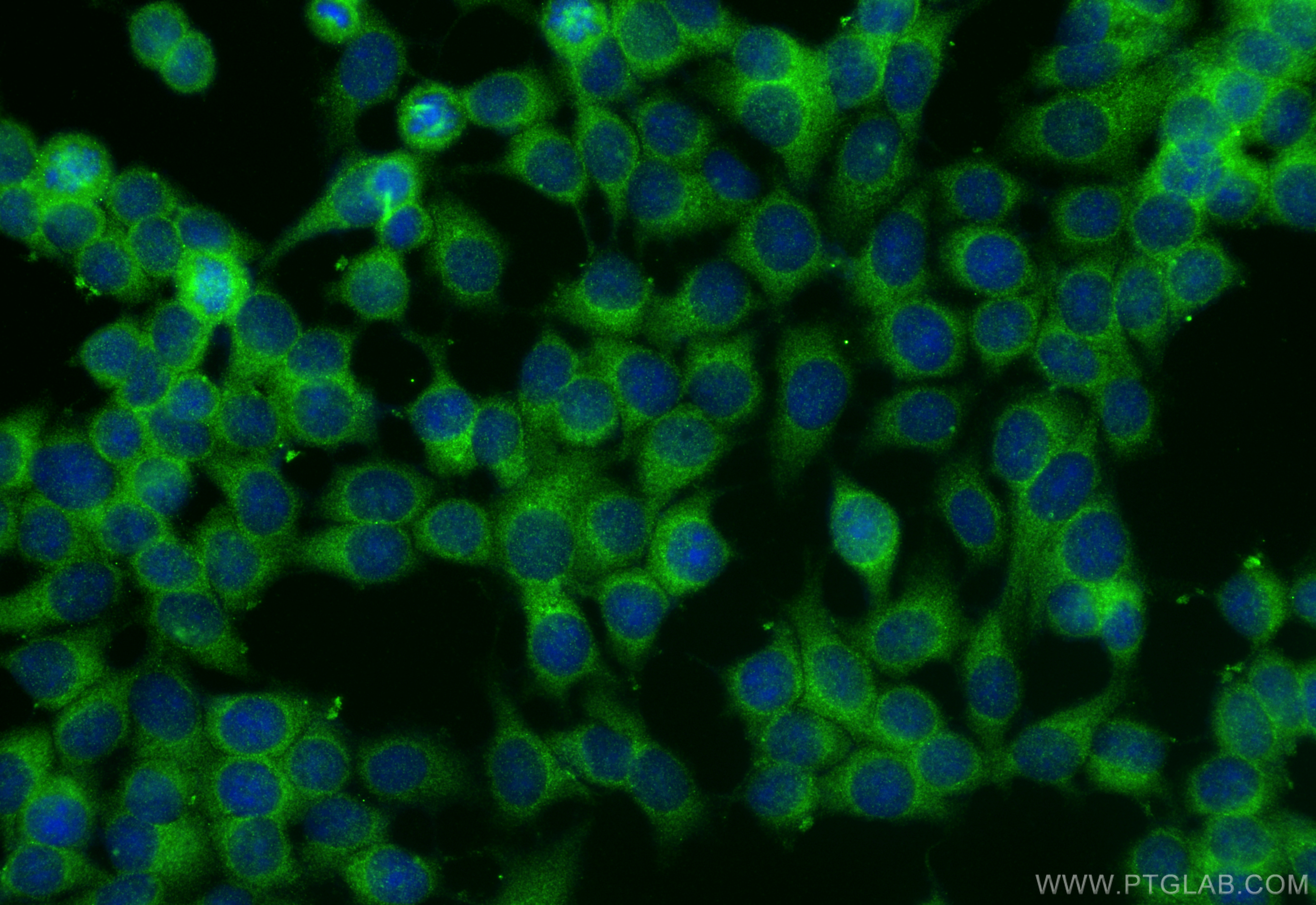 Immunofluorescence (IF) / fluorescent staining of MCF-7 cells using CDH26 Polyclonal antibody (20057-1-AP)