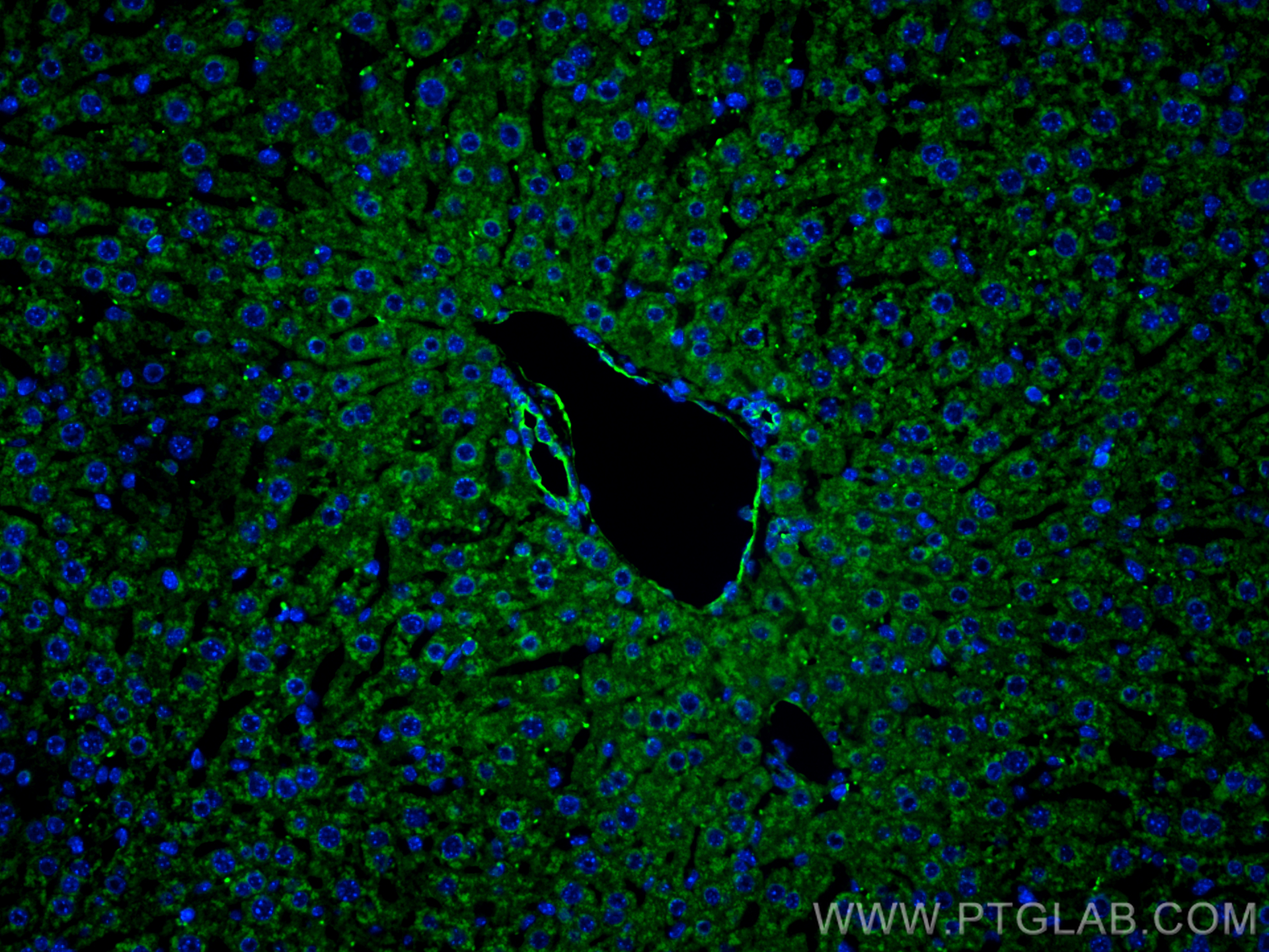 Immunofluorescence (IF) / fluorescent staining of mouse liver tissue using CDH26 Polyclonal antibody (20057-1-AP)