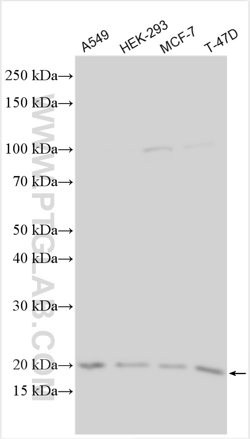 Western Blot (WB) analysis of various lysates using CDH26 Polyclonal antibody (20057-1-AP)