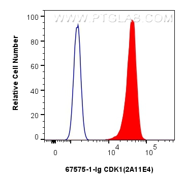 Flow cytometry (FC) experiment of HeLa cells using CDK1 Monoclonal antibody (67575-1-Ig)