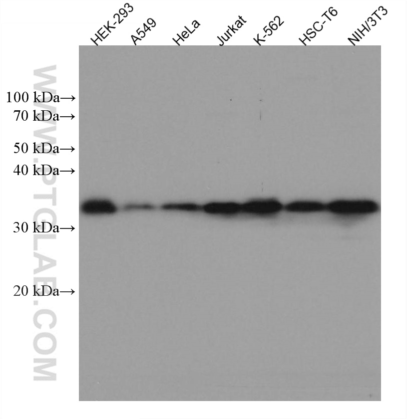 Western Blot (WB) analysis of various lysates using CDK1 Monoclonal antibody (67575-1-Ig)