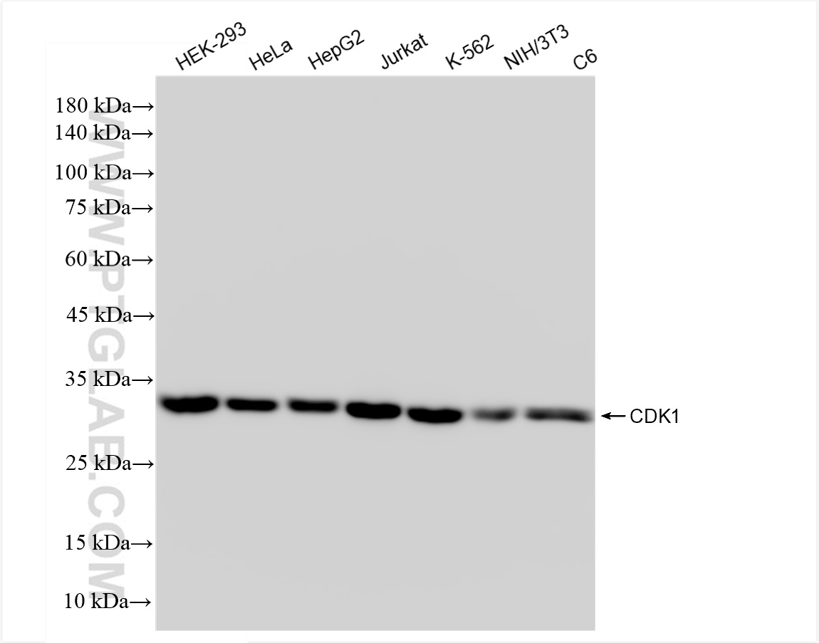 Western Blot (WB) analysis of various lysates using CDK1 Recombinant antibody (84271-1-RR)