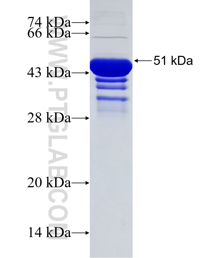 CDK13 fusion protein Ag32897 SDS-PAGE