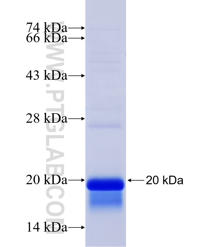 CDK17 fusion protein Ag30200 SDS-PAGE