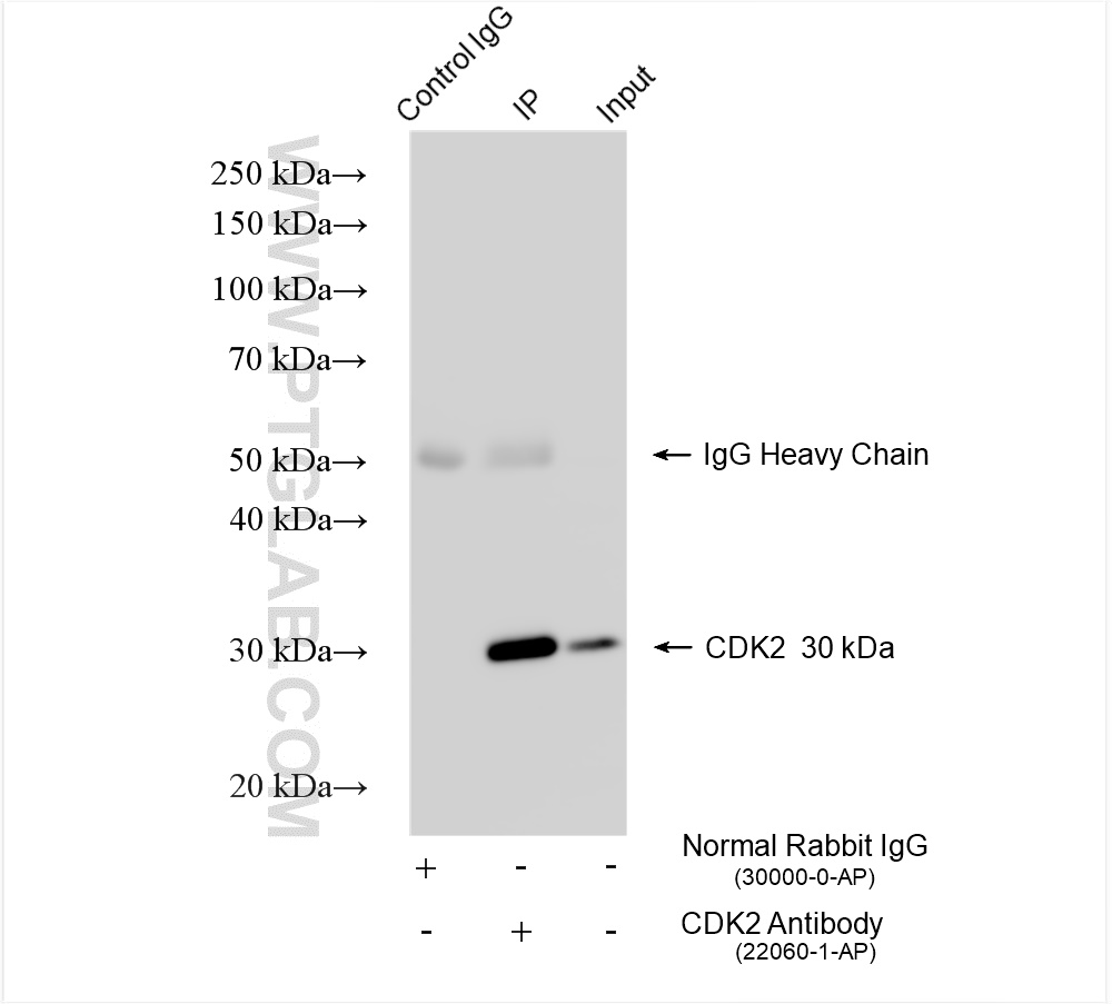 Immunoprecipitation (IP) experiment of HeLa cells using CDK2 Polyclonal antibody (22060-1-AP)