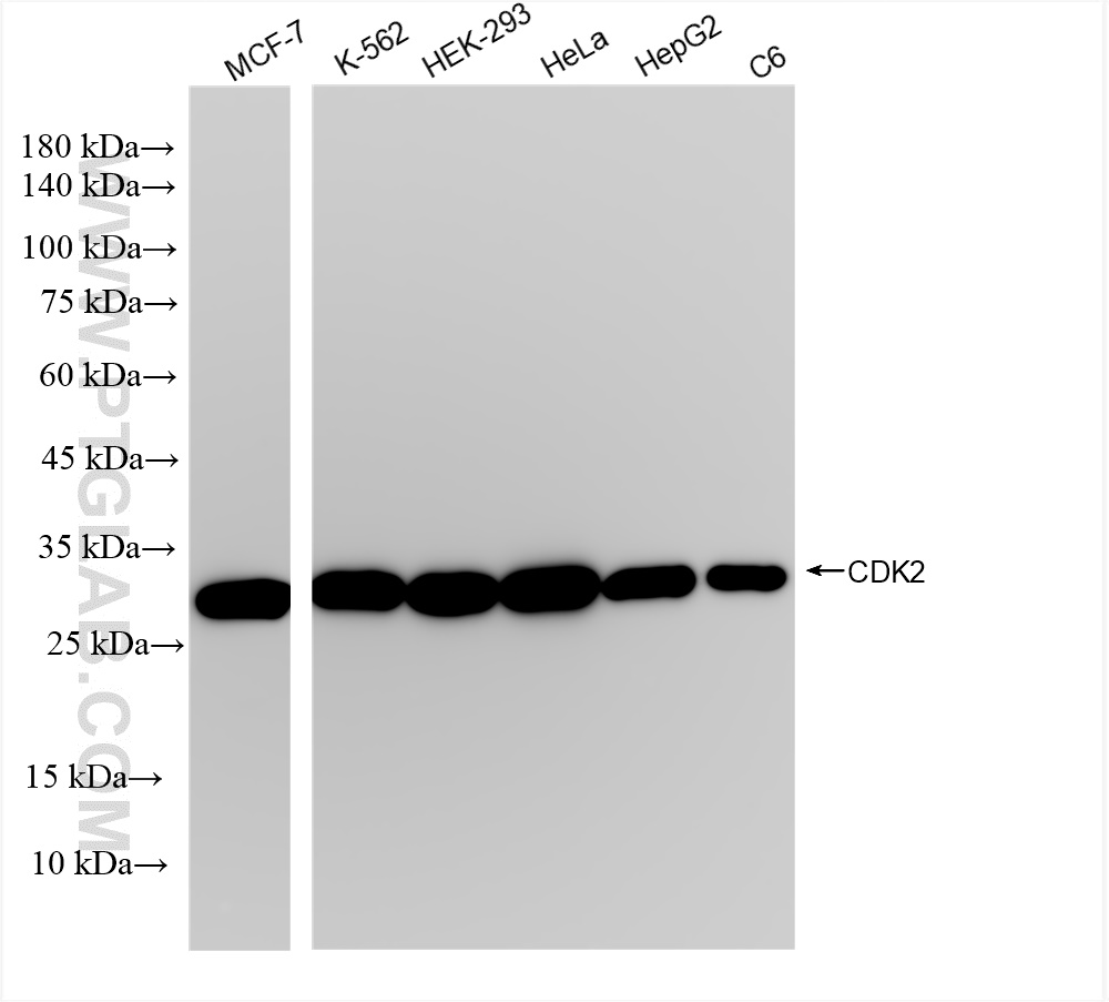 Western Blot (WB) analysis of various lysates using CDK2 Recombinant antibody (83635-2-RR)