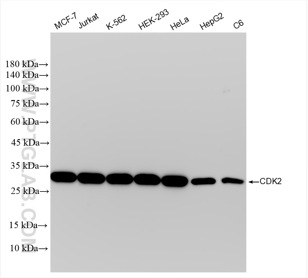 Western Blot (WB) analysis of various lysates using CDK2 Recombinant antibody (83635-4-RR)