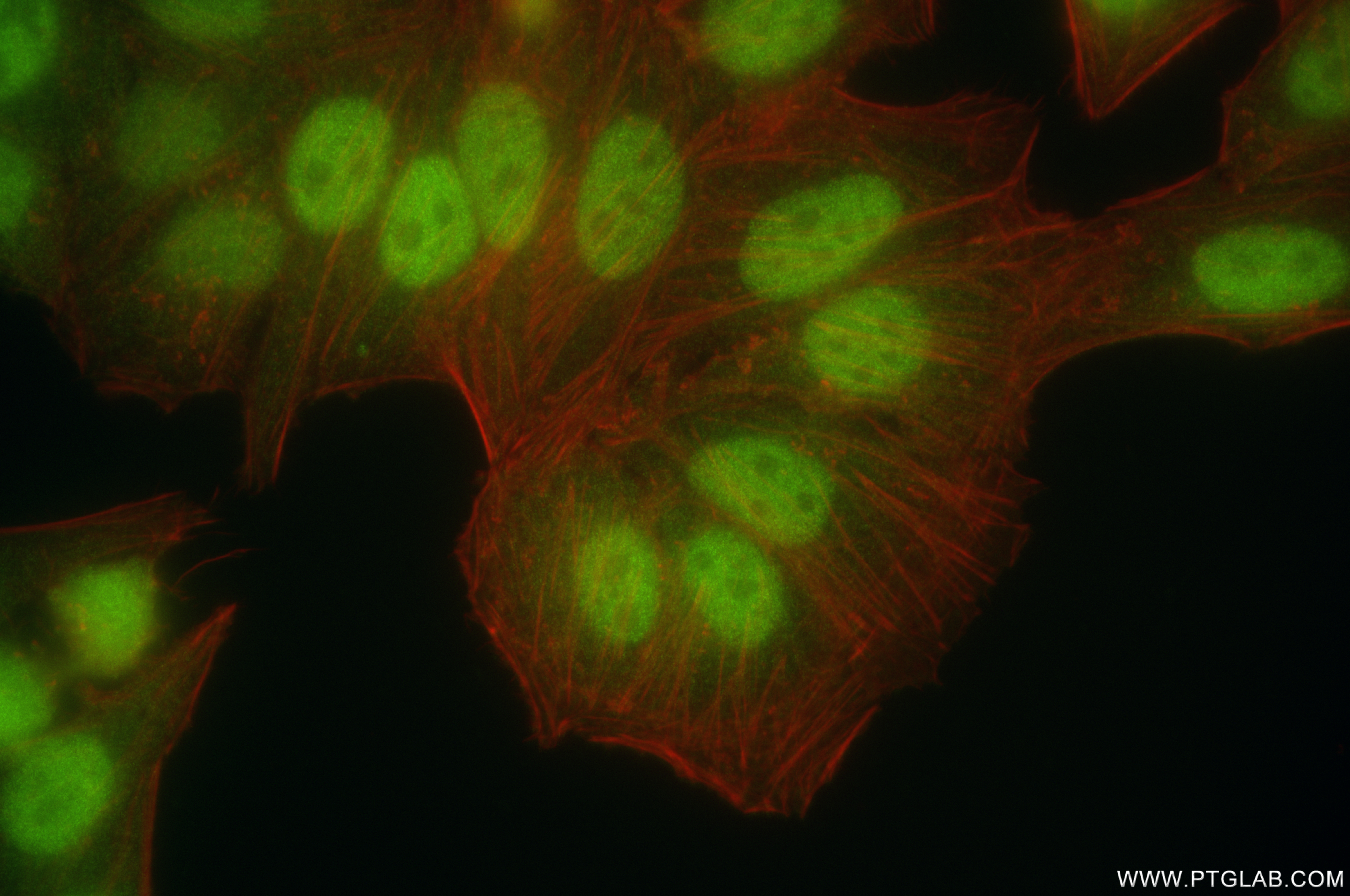 Immunofluorescence (IF) / fluorescent staining of HepG2 cells using CDK2 Recombinant antibody (83635-5-RR)