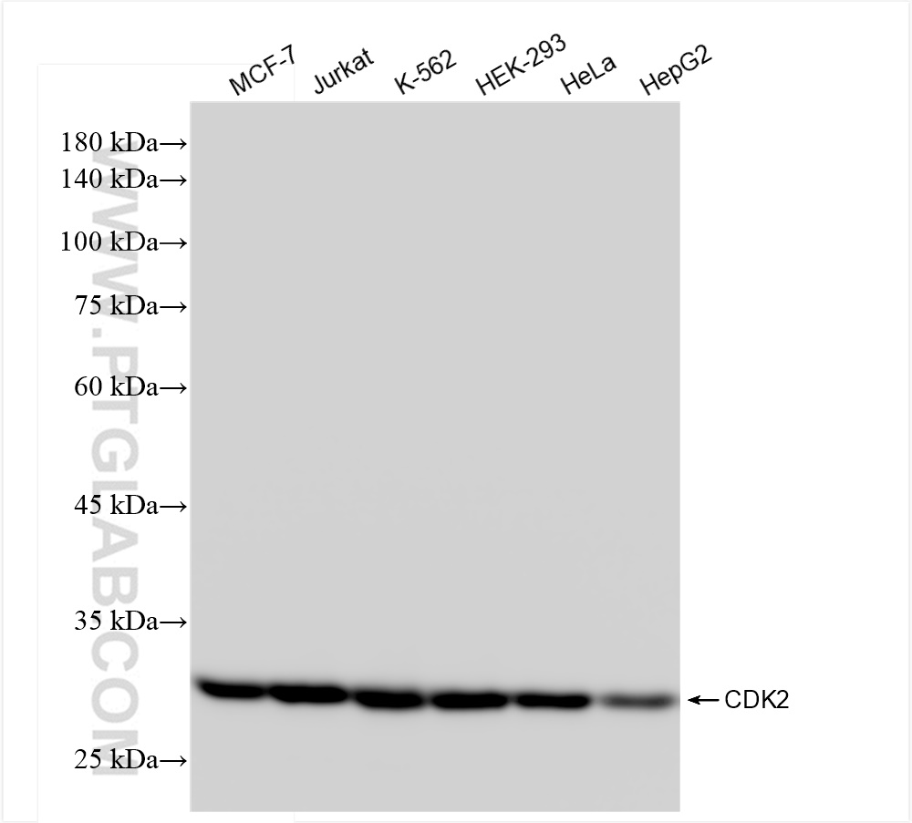 Western Blot (WB) analysis of various lysates using CDK2 Recombinant antibody (83635-5-RR)