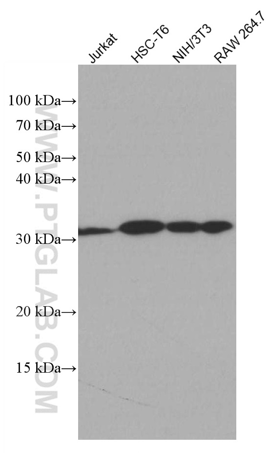 Western Blot (WB) analysis of various lysates using CDK4 Monoclonal antibody (66950-1-Ig)