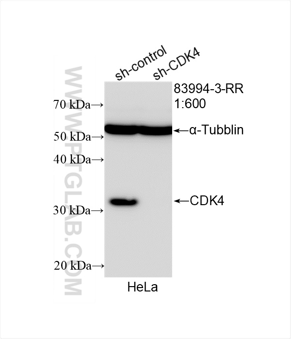 Western Blot (WB) analysis of HeLa cells using CDK4 Recombinant antibody (83994-3-RR)