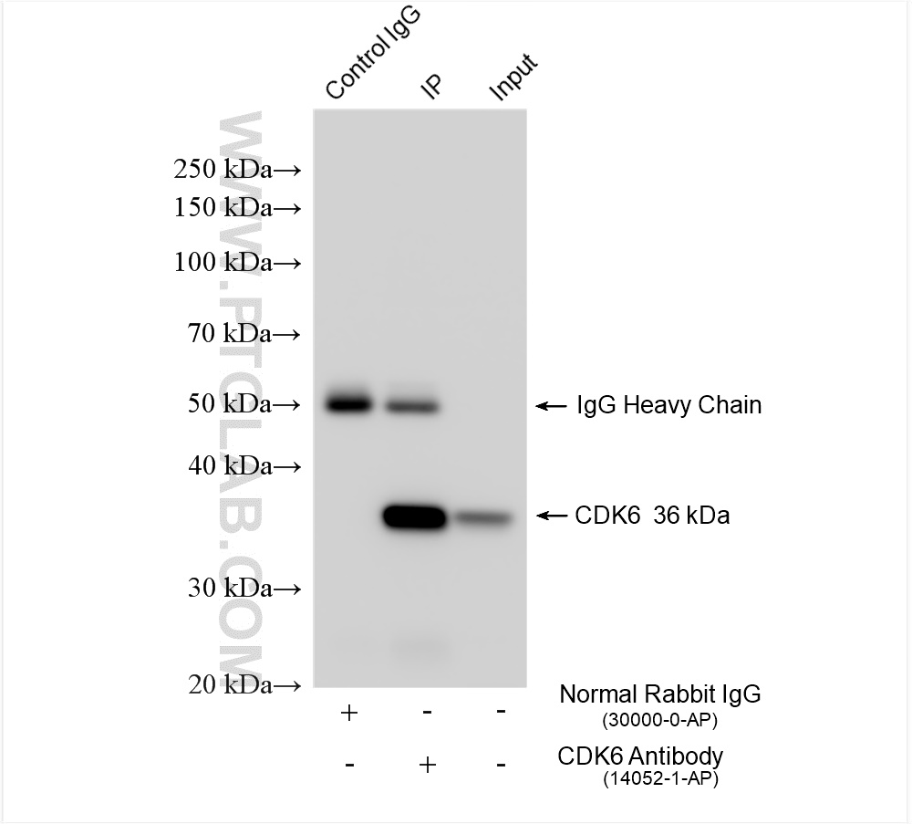 Immunoprecipitation (IP) experiment of Jurkat cells using CDK6 Polyclonal antibody (14052-1-AP)